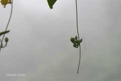 Ipomoea salsettensis